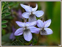 Violacees